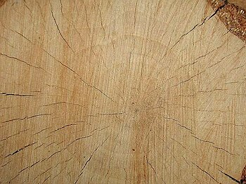 Betula pubescens